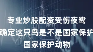 专业炒股配资受伤夜鹭不能确定这只鸟是不是国家保护动物